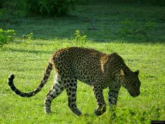  Yala National Park Safari From Beruwala