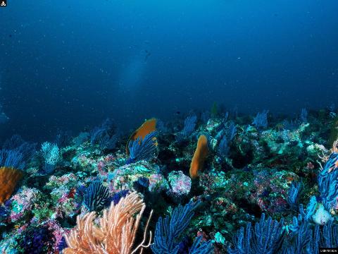 Snorkeling In Kalpitiya