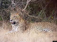 Yala Leopard Safari