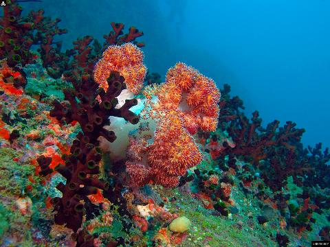 Snorkelling on the Hikkaduwa Coral Reef
