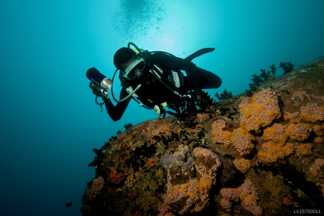Diving on the Hikkaduwa Coral Reef - Beginner - 2 Dives