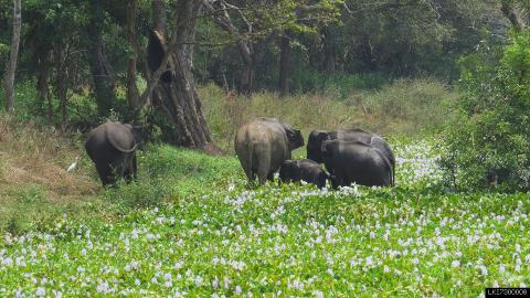 Camping in Wilpattu National Park (1 Night + Standard)