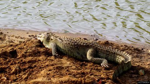 Camping in Yala National Park (2 Night + Premium)