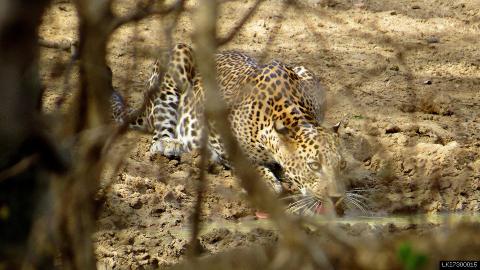 Camping in Yala National Park (2 Night + Standard)