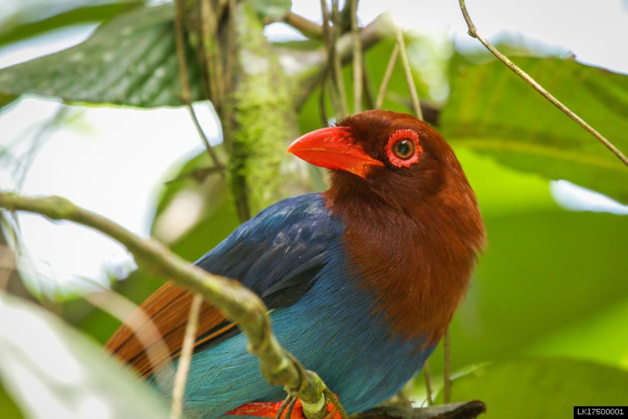 Trekking & Bird watching in Sinharaja Rain Forest (Private + Guided)