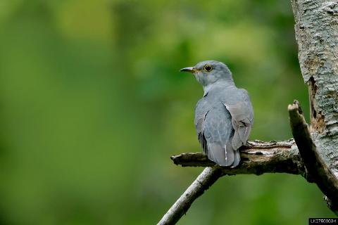 Bird Watching in Ritigala (Private + Guided)