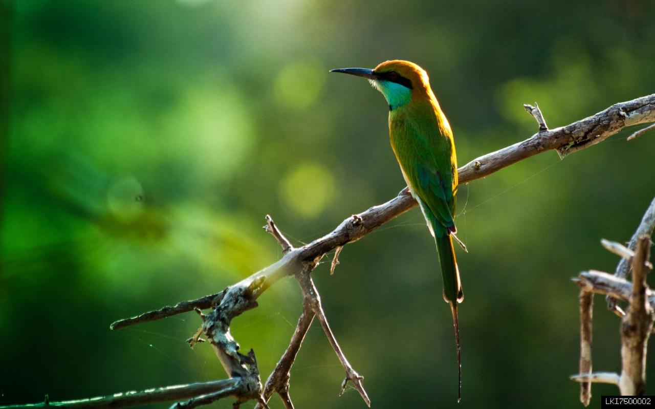 Muthurajawela Sanctuary Bird Watching tour from Colombo