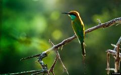 Muthurajawela Sanctuary Bird Watching tour from Colombo