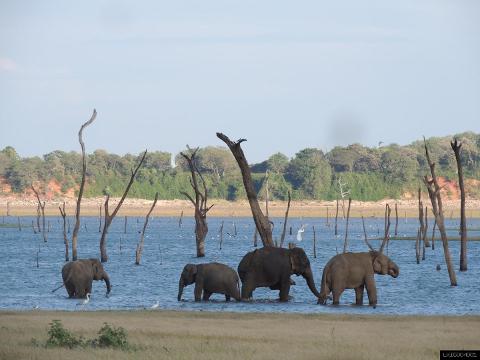 Kaudulla National Park Safari From Polonnaruwa