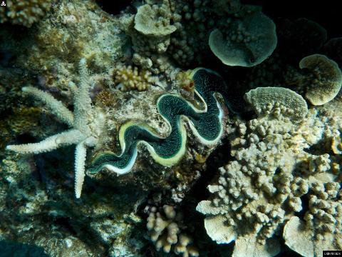 Snorkelling Adventure in Negombo