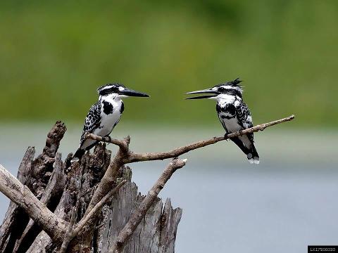 Birdwatching in Habarana (Private + Guided)