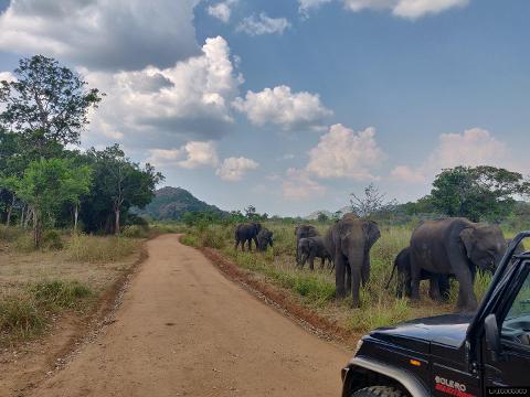 Hurulu Eco Park Safari from Sigiriya