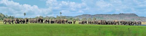 Udawalawe National Park Private Safari (10 Hours)