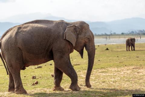 Udawalawe National Park Private Safari (3 Hours)