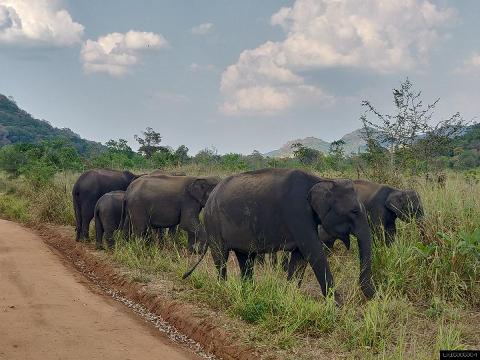 Hurulu Eco Park Safari from Dambulla