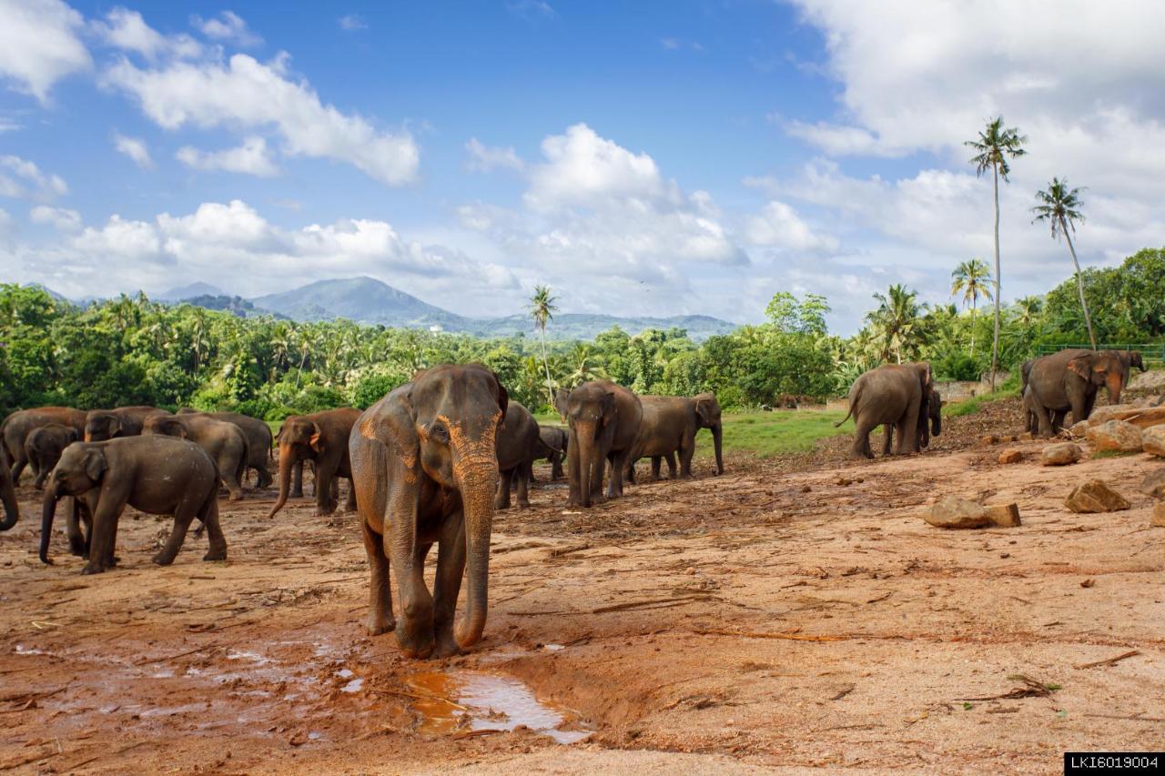 Pinnawala Elephant Orphanage from Kandy