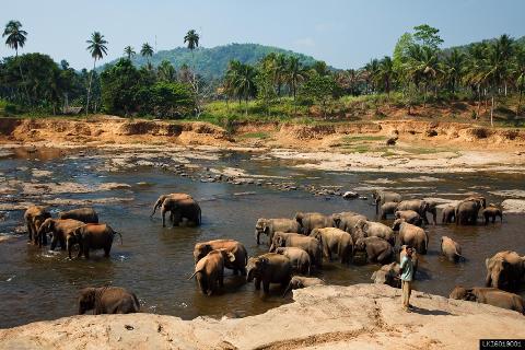 Pinnawala Elephant Orphanage from Colombo Port