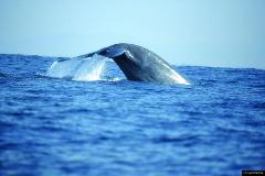 Whale Watching in Mirissa from Galle