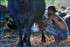 Dairy farm & Curd processing