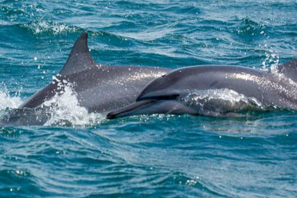 Dolphin Watching in Kalpitiya