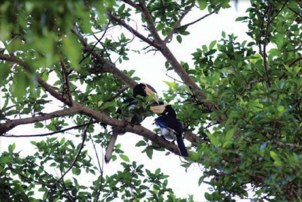 Bird Watching in Ella Jungle