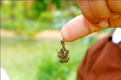 Home Bee Honey  Farming