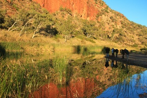 Uluru to Alice Springs via MacDonnell Ranges Kings Canyon Haasts Bluff Palm Valley Tours 8 Days
