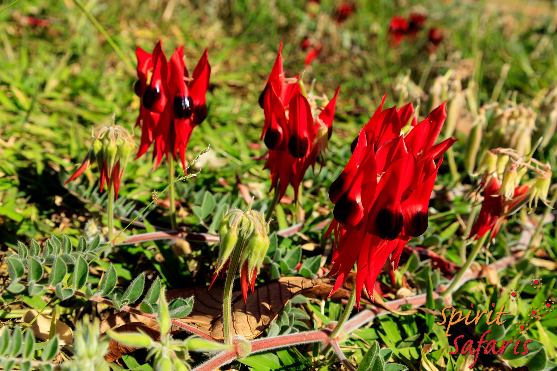 Canning Stock Route Tour from Alice Springs to Alice Springs via Gunbarrel Highway & Tanami Track 18 days