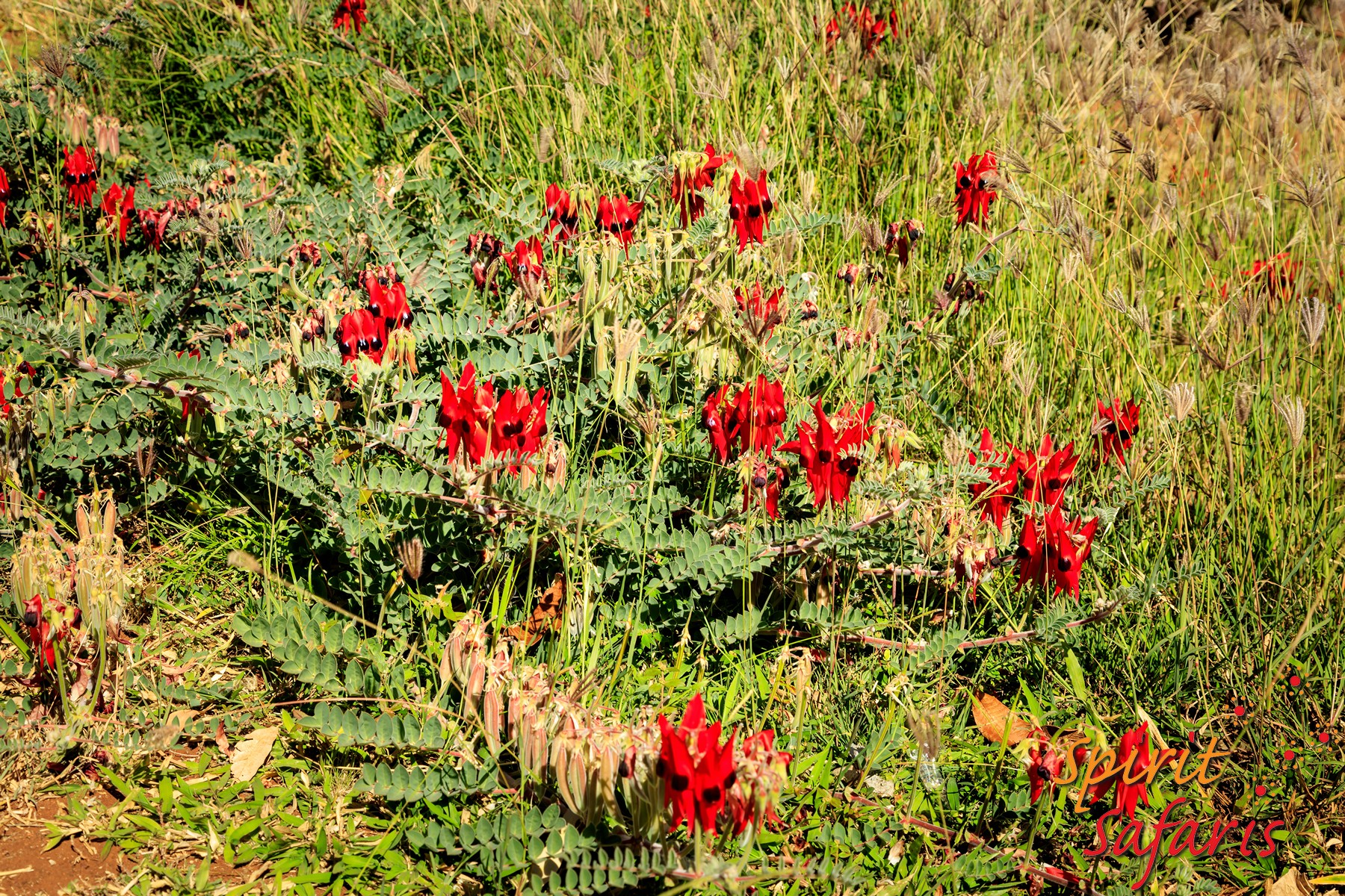 Canning Stock Route Tour from Alice Springs to Alice Springs via Gunbarrel Highway & Tanami Track 18 days