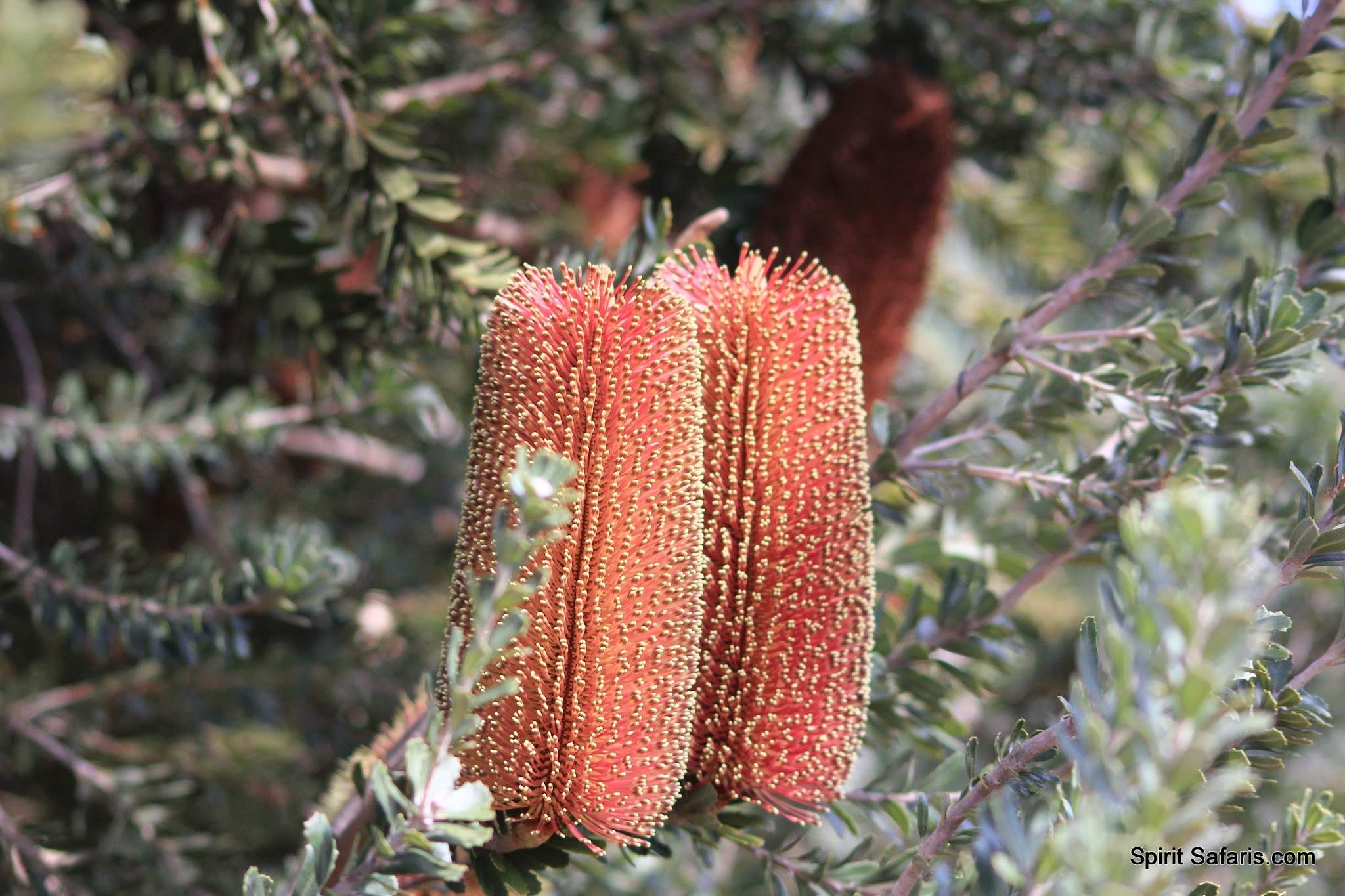 Kangaroo Island Tours from Adelaide 4 Days
