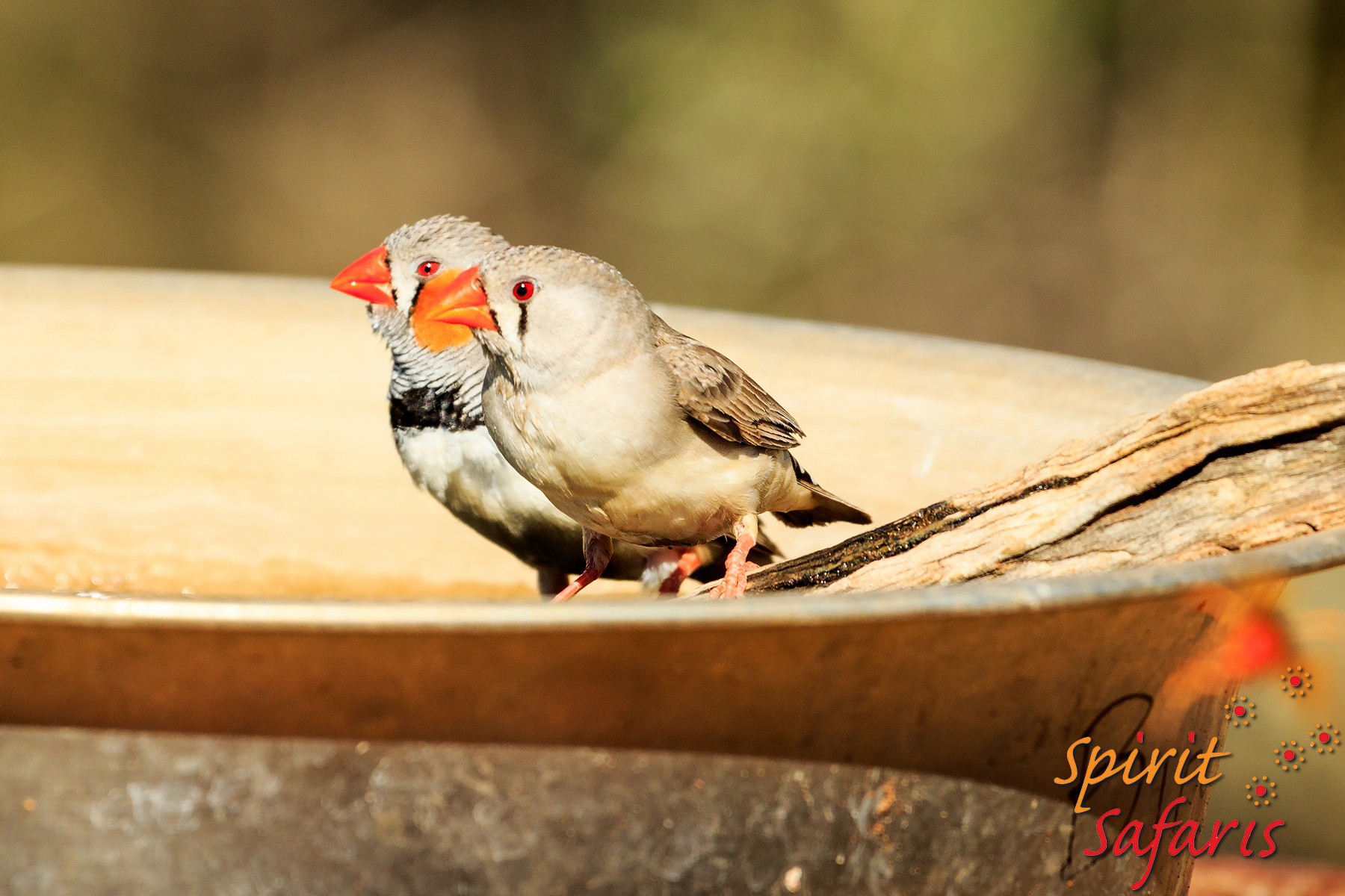 Canning Stock Route Tour from Alice Springs to Alice Springs via Gunbarrel Highway & Tanami Track 18 days