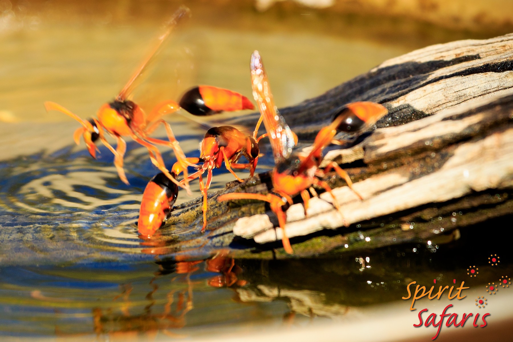 Canning Stock Route Tour from Alice Springs to Alice Springs via Gunbarrel Highway & Tanami Track 18 days