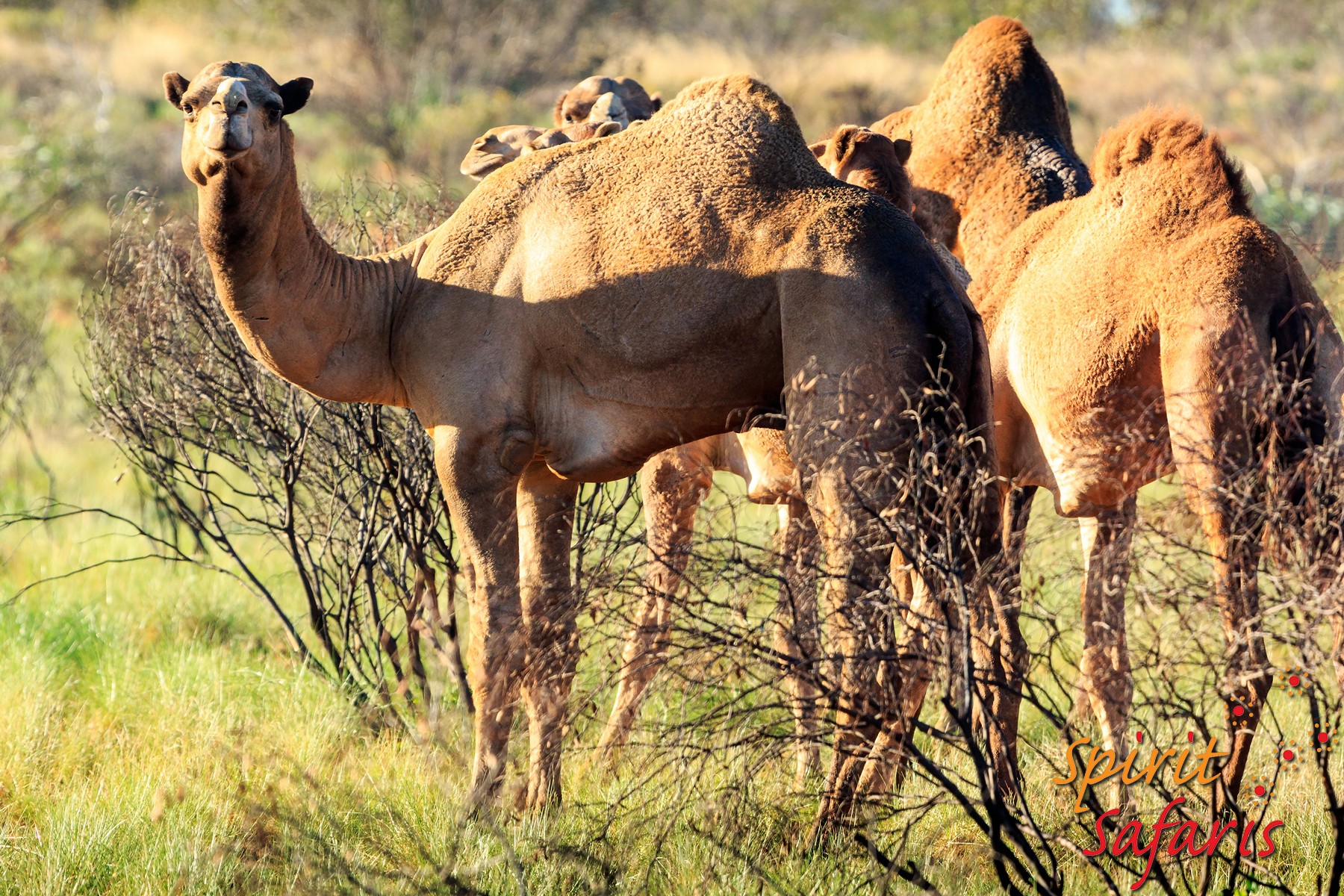 Canning Stock Route Tour from Alice Springs to Alice Springs via Gunbarrel Highway & Tanami Track 18 days