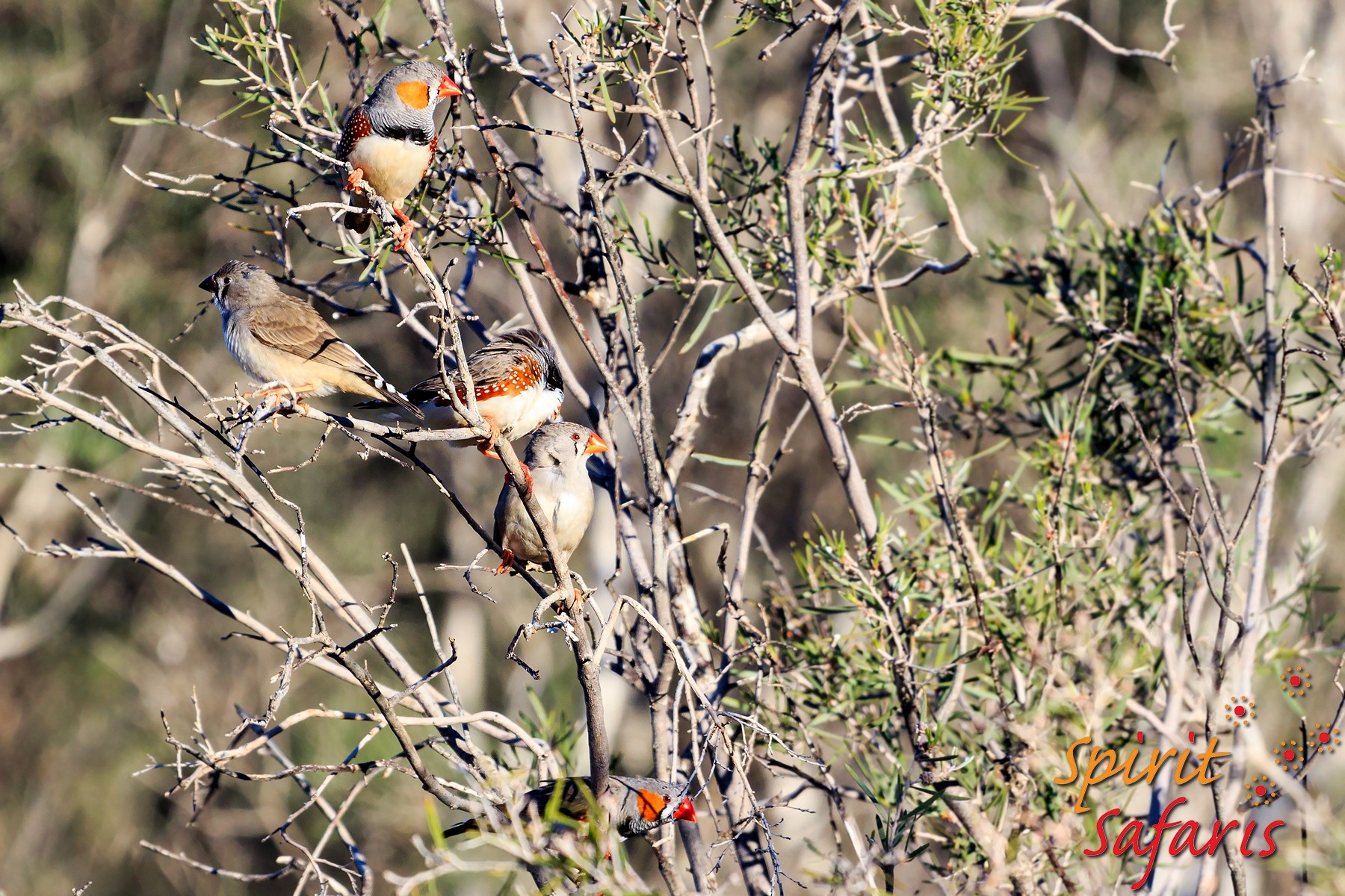 Canning Stock Route Tour from Alice Springs to Alice Springs via Gunbarrel Highway & Tanami Track 18 days
