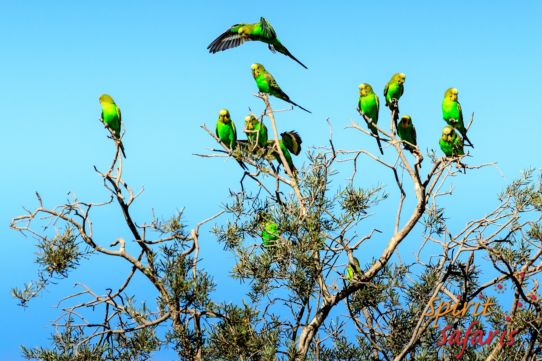 Canning Stock Route Tour from Alice Springs to Alice Springs via Gunbarrel Highway & Tanami Track 18 days