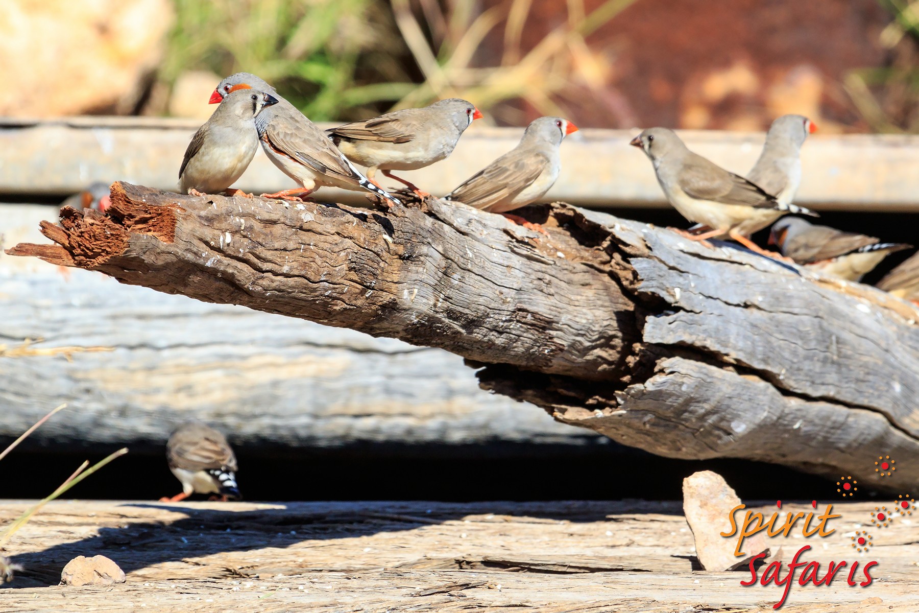 Canning Stock Route Tour from Alice Springs to Alice Springs via Gunbarrel Highway & Tanami Track 18 days