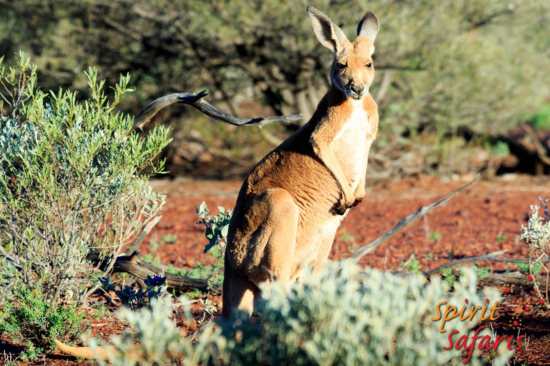 Canning Stock Route Tour from Alice Springs to Alice Springs via Gunbarrel Highway & Tanami Track 18 days