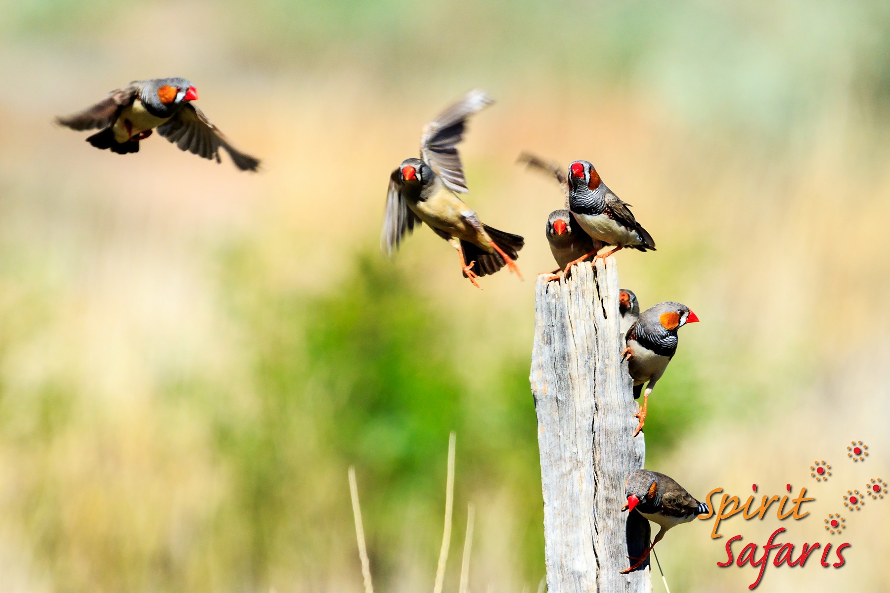 Canning Stock Route Tour from Alice Springs to Alice Springs via Gunbarrel Highway & Tanami Track 18 days