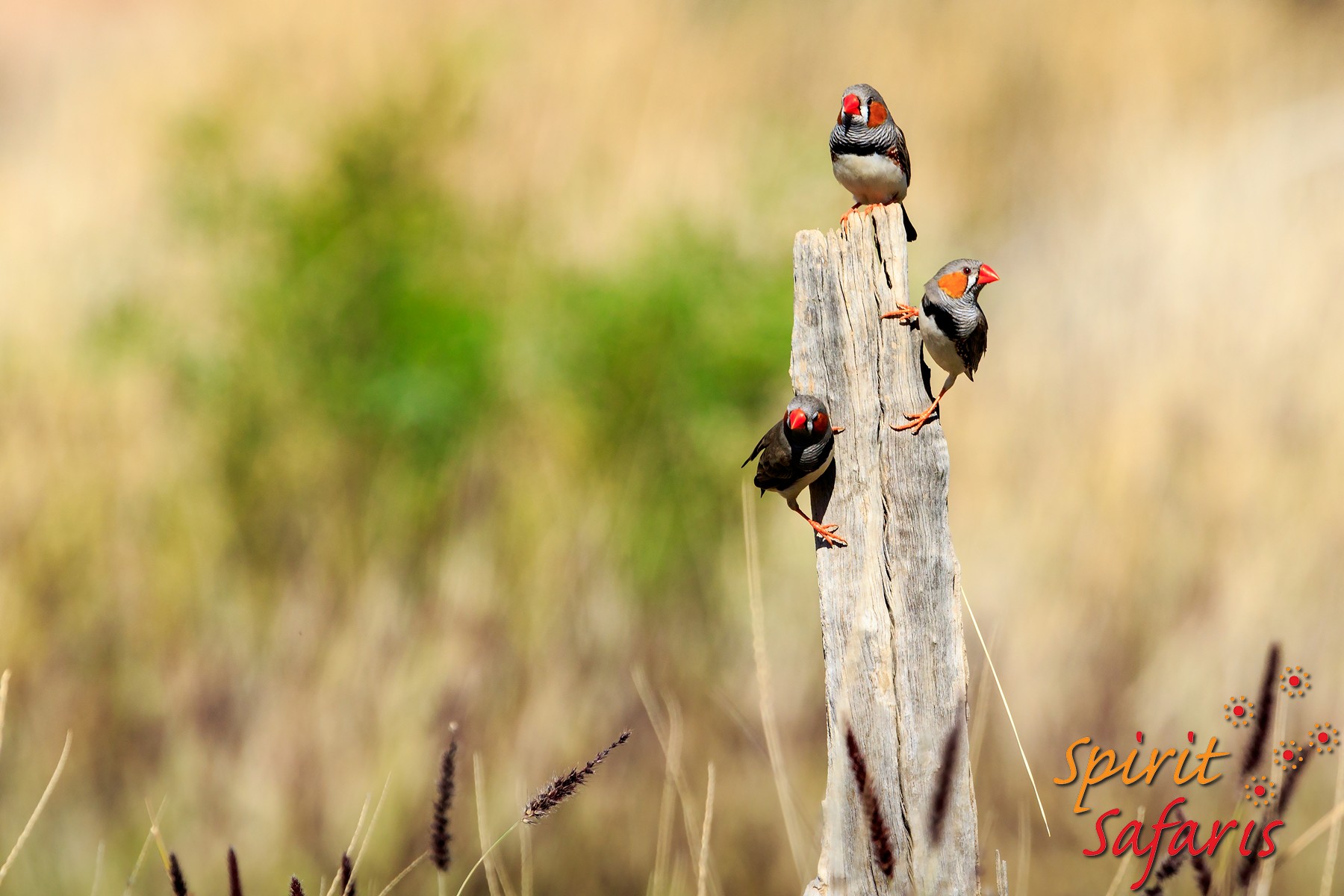 Canning Stock Route Tour from Alice Springs to Alice Springs via Gunbarrel Highway & Tanami Track 18 days