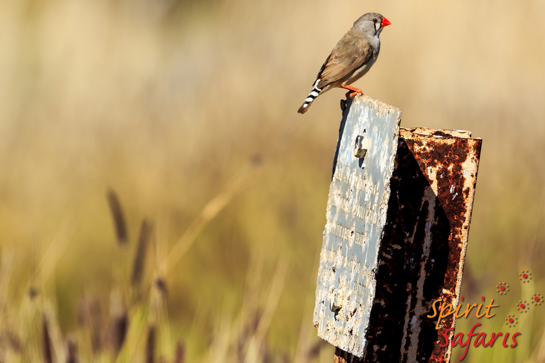 Canning Stock Route Tour from Alice Springs to Alice Springs via Gunbarrel Highway & Tanami Track 18 days
