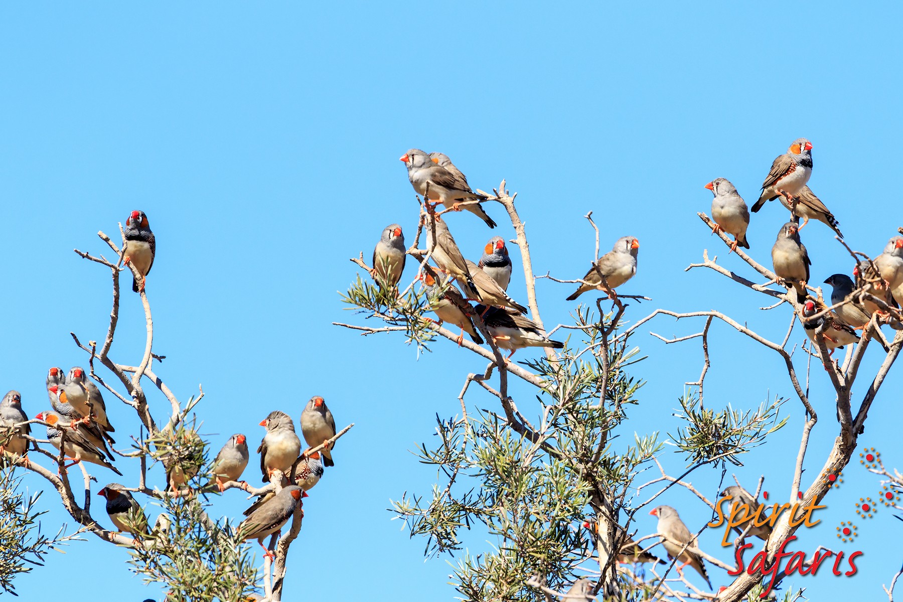 Canning Stock Route Tour from Alice Springs to Alice Springs via Gunbarrel Highway & Tanami Track 18 days