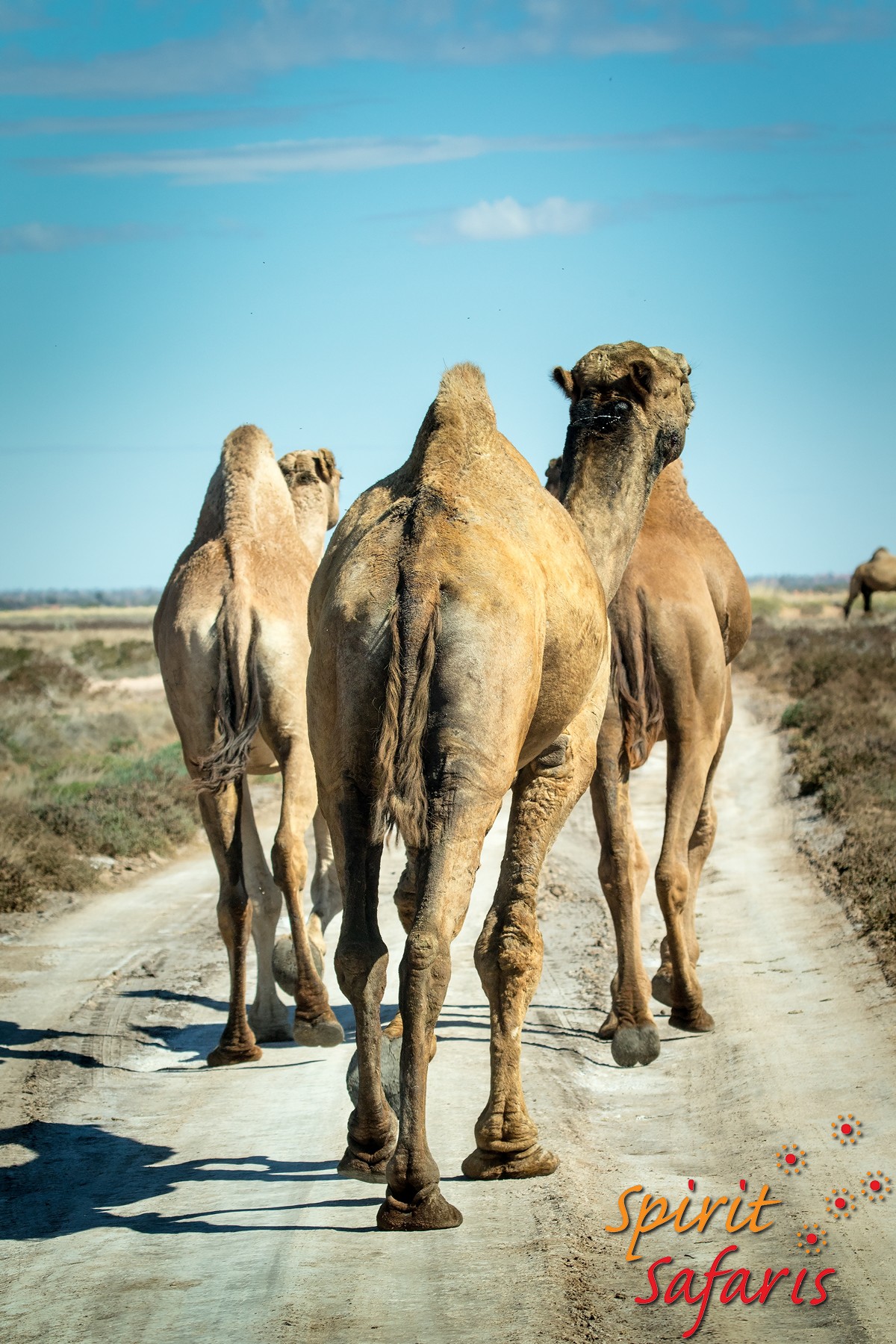 Canning Stock Route Tour from Alice Springs to Alice Springs via Gunbarrel Highway & Tanami Track 18 days