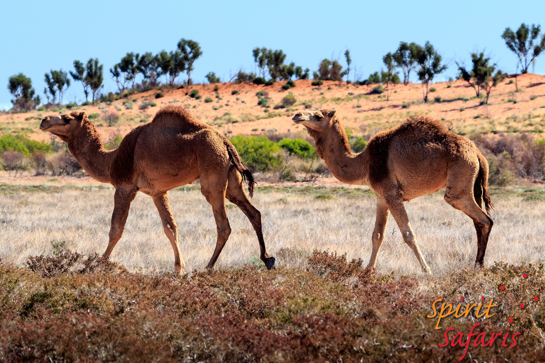 Canning Stock Route Tour from Alice Springs to Alice Springs via Gunbarrel Highway & Tanami Track 18 days