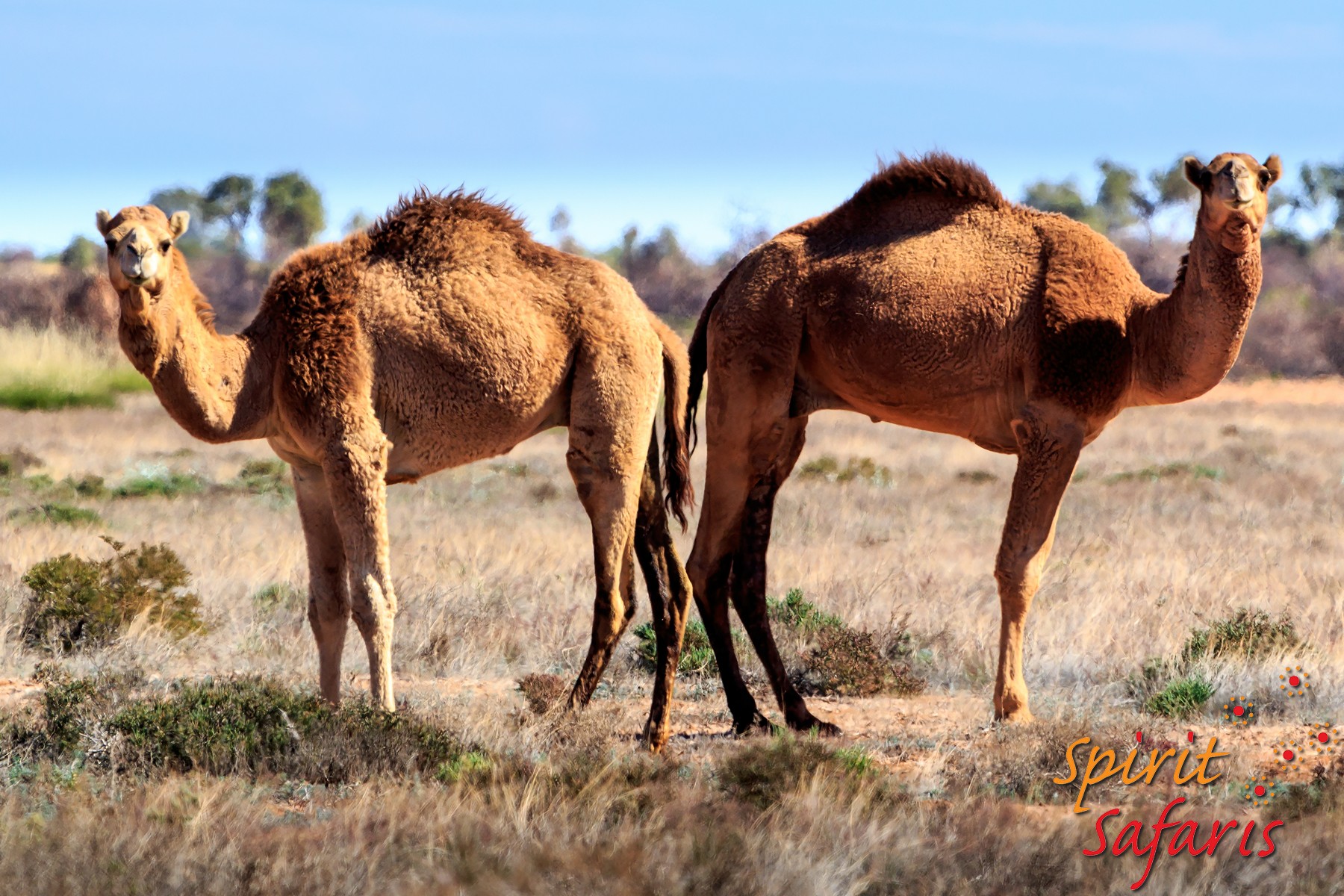 Canning Stock Route Tour from Alice Springs to Alice Springs via Gunbarrel Highway & Tanami Track 18 days