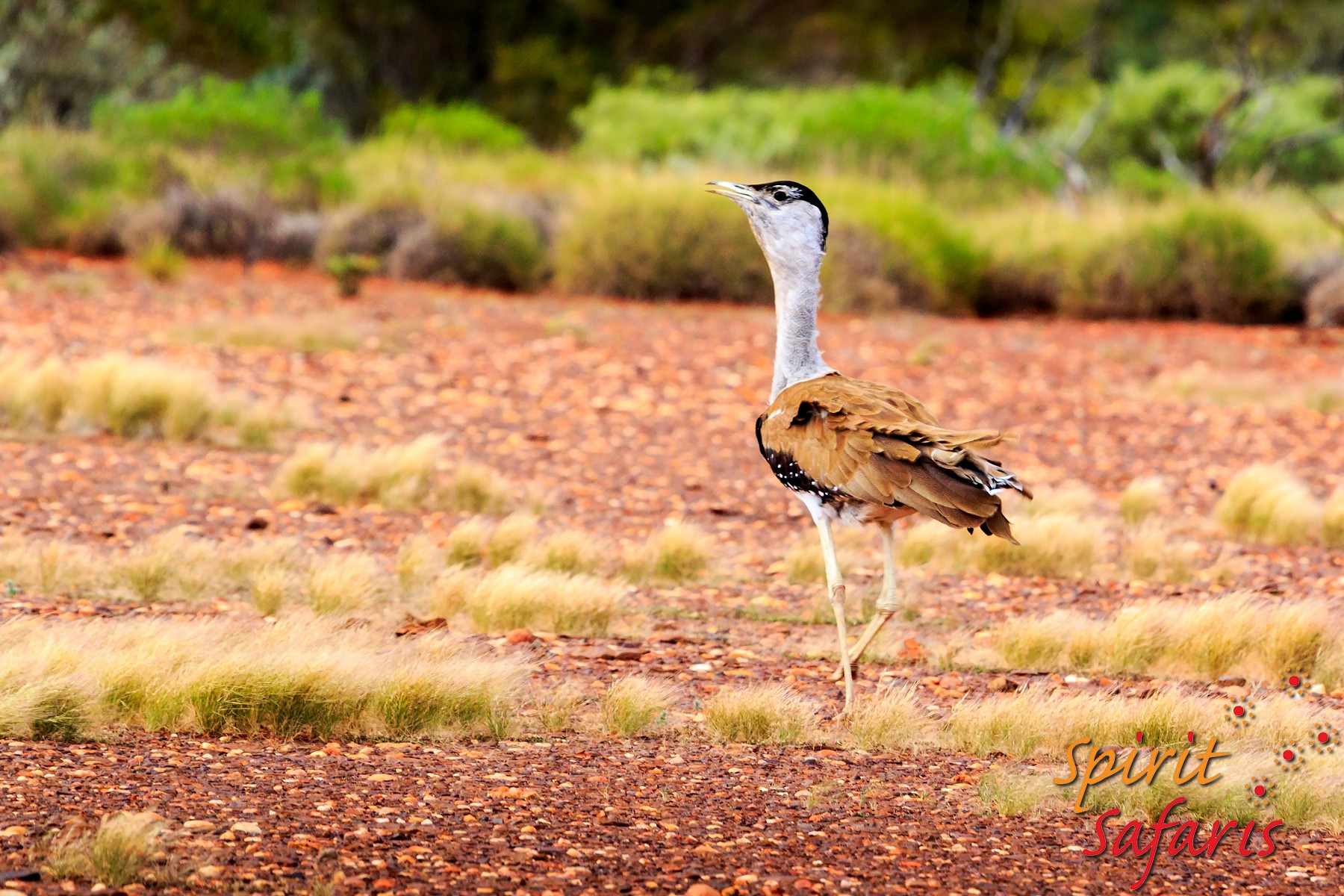 Canning Stock Route Tour from Alice Springs to Alice Springs via Gunbarrel Highway & Tanami Track 18 days