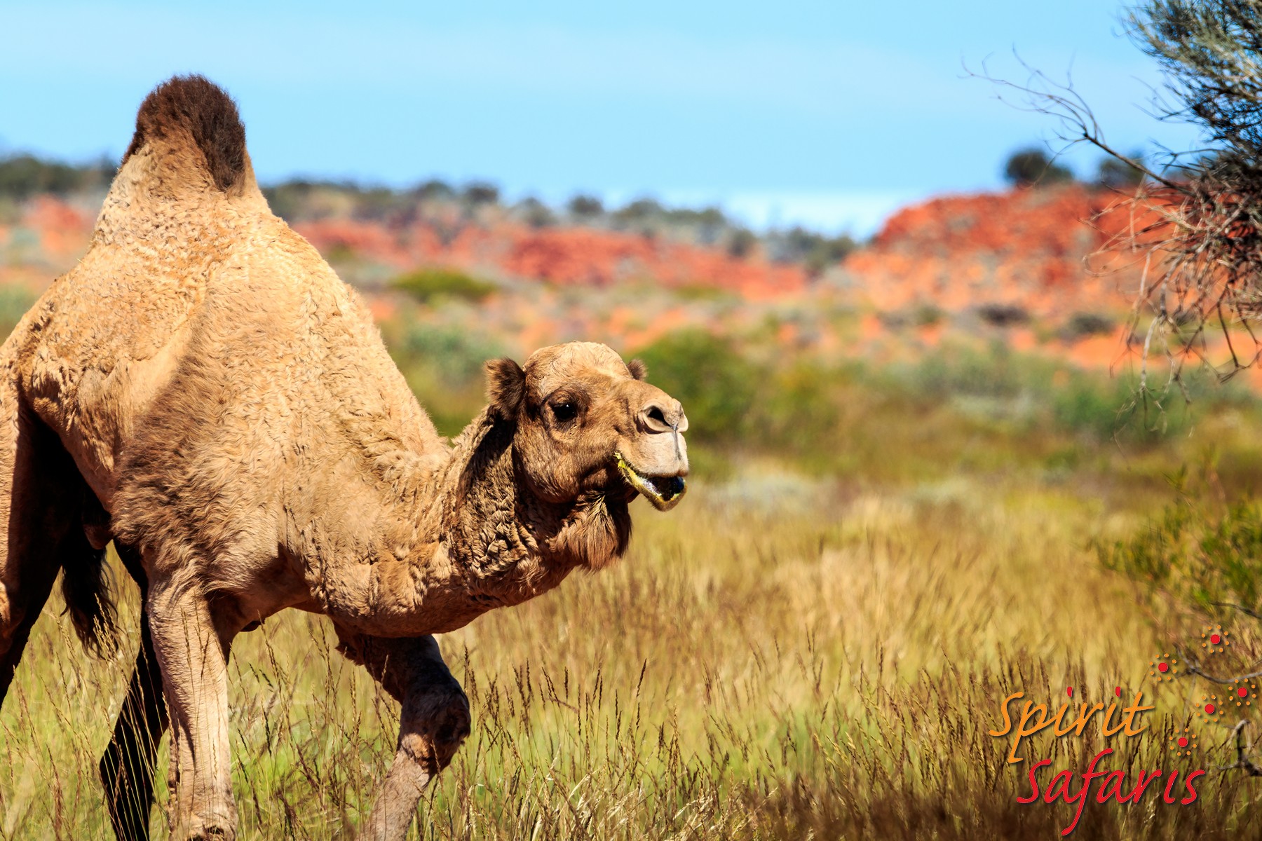 Canning Stock Route Tour from Alice Springs to Alice Springs via Gunbarrel Highway & Tanami Track 18 days