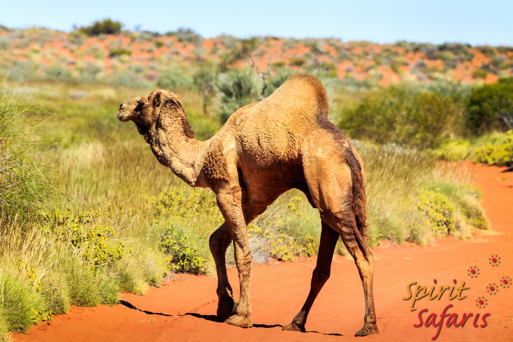 Canning Stock Route Tour from Alice Springs to Alice Springs via Gunbarrel Highway & Tanami Track 18 days