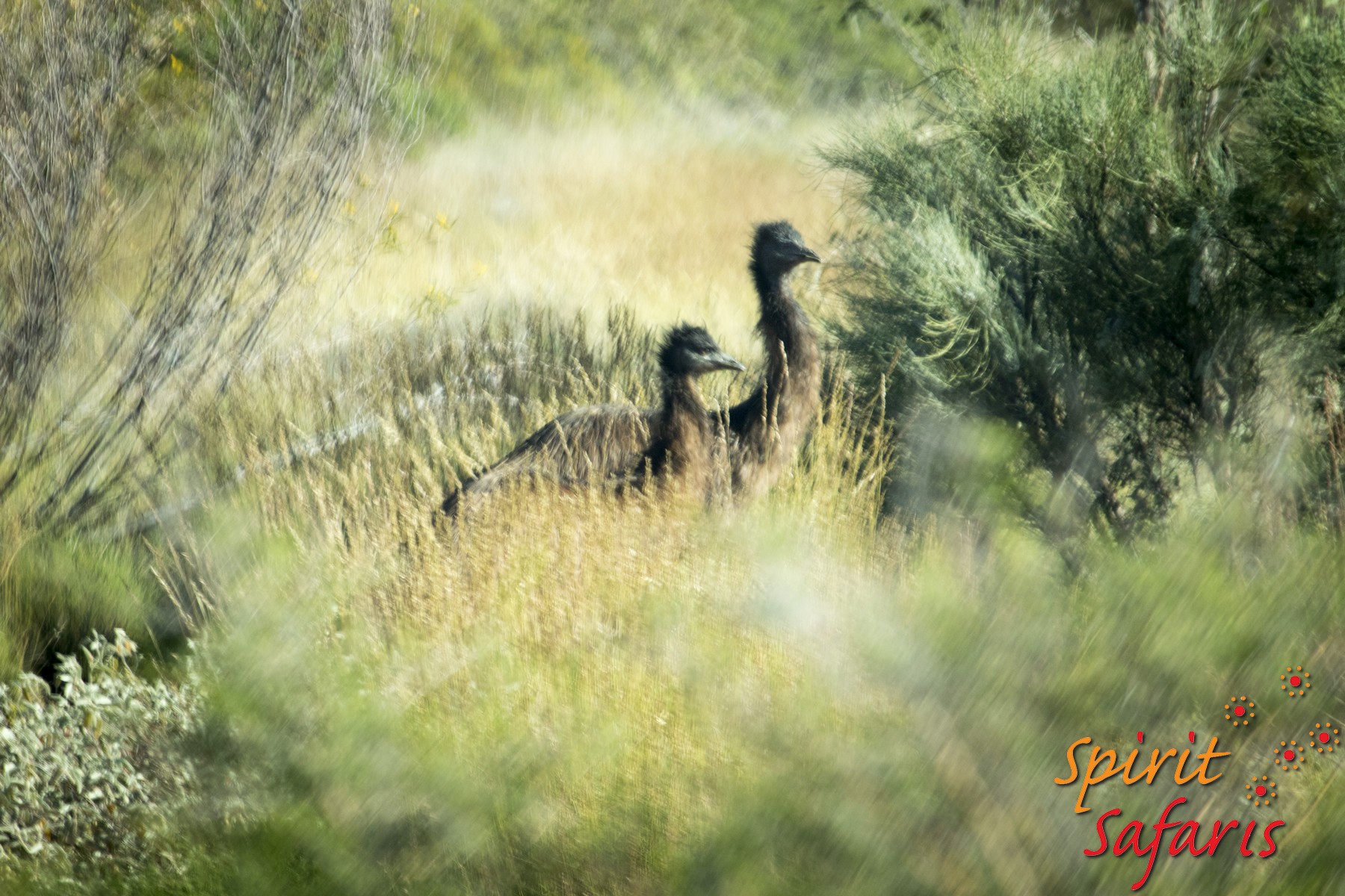 Canning Stock Route Tour from Alice Springs to Alice Springs via Gunbarrel Highway & Tanami Track 18 days