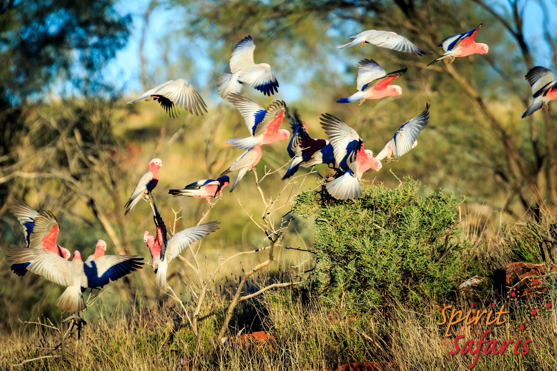 Canning Stock Route Tour from Alice Springs to Alice Springs via Gunbarrel Highway & Tanami Track 18 days