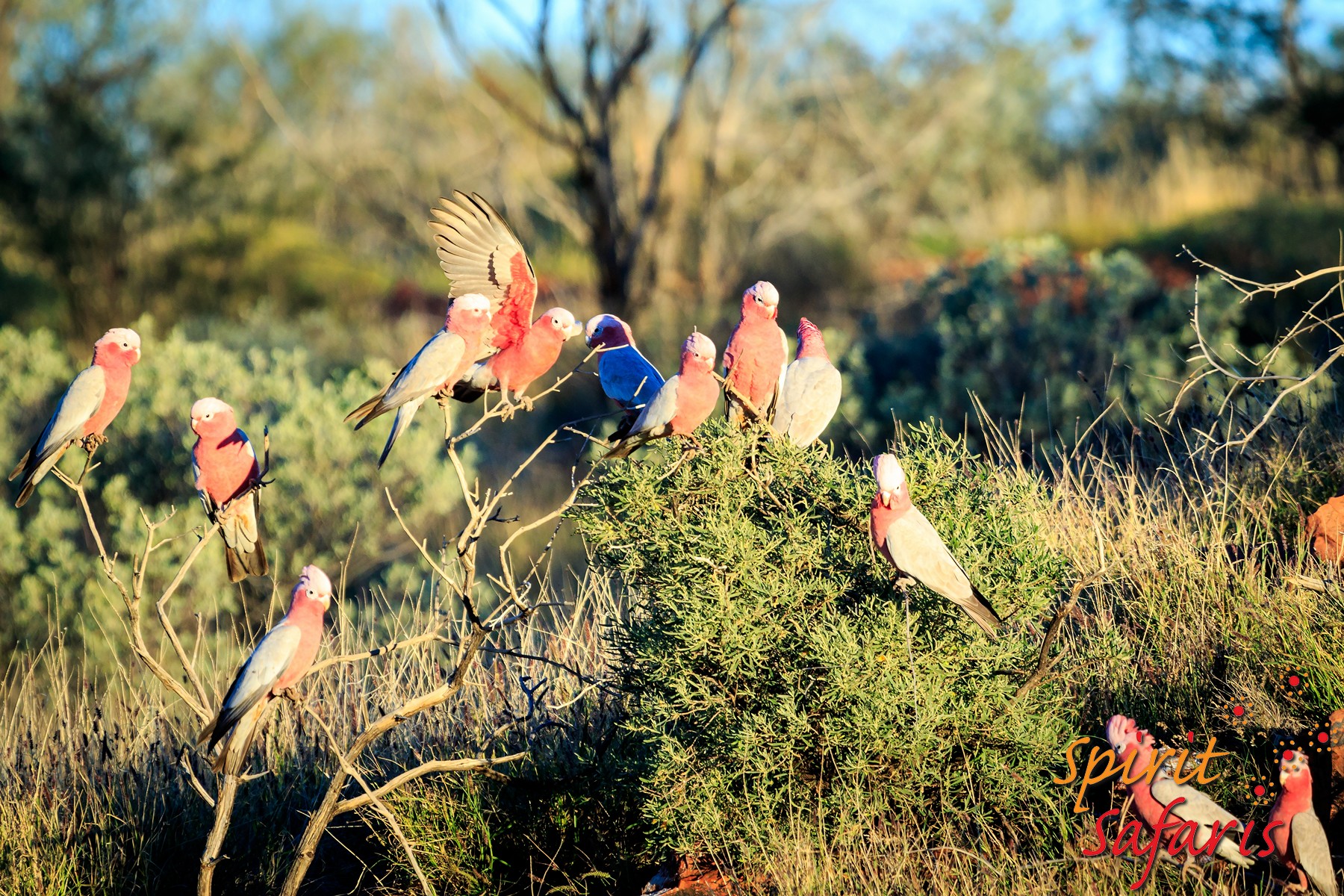 Canning Stock Route Tour from Alice Springs to Alice Springs via Gunbarrel Highway & Tanami Track 18 days